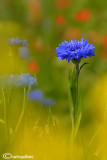Cornflowers