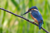 Martin pescatore - Kingfisher - (Alcedo atthis)