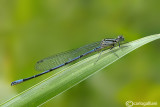 Coenagrion puella male