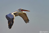 Pellicano riccio- Dalmatian Pelican (Pelecanus crispus)