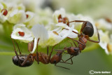 Formica cf. exsecta