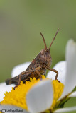 Ortopthera
