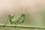 European Dwarf Mantis - Ameles spallanzania