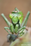 European Dwarf Mantis - Ameles spallanzania