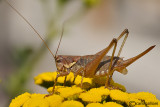 Chopardius pedestris
