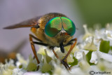 Philipomyia aprica