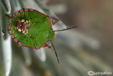 Nezara viridula