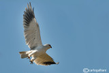 Nibbio bianco-Black-winged Kite (Elanus caeruleus)