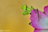 European Dwarf Mantis - Ameles spallanzania