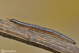 Millepiedi - Millipede - Pachyiulus communis