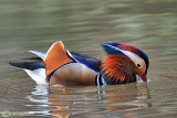 Anatra mandarina-Mandarin Duck (Aix galericulata)