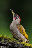 Picchio verde-Green Woodpecker (Picus viridis)