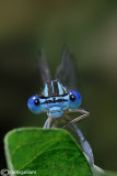 Platycnemis pennipes