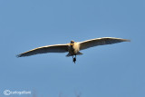 Spatola-Eurasian Spoonbill (Platalea leucorodia)