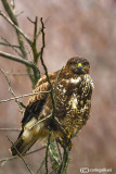 Poiana-Common Buzzard (Buteo buteo)