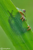 Raganella italiana-Italian Tree Frog (Hy!a intermedia)