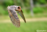 Barbagianni - Barn Owl (Tyto alba)