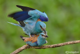 Ghiandaia marina-European Roller (Coracias garrulus)