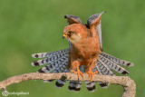 Falco cuculo- Red-footed Falcon (Falco vespertinus)