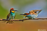 Gruccione-European Bee-eater (Merops apiaster)