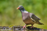 Colombaccio-Woodpigeon (Columba palumbus)
