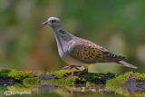 Tortora-Eurasian Turtle Dove (Streptopelia turtur)