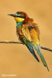 Gruccione-European Bee-eater (Merops apiaster)