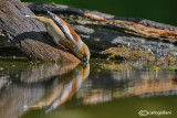 Frosone- Hawfinch (Coccothraustes coccothraustes)