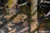 Ululone-Yellow-bellied Toad (Bombina variegata