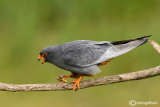 Falco cuculo- Red-footed Falcon (Falco vespertinus)