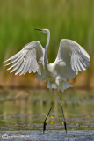 Airone bianco maggiore-Great Egret (Ardea alba)