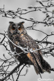 Gufo comune-Long-eared Owl (Asio otus)