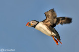 Pulcinella di mare-Atlantic Puffin (Fratercula arctica)