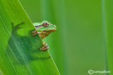 Raganella italiana-Italian Tree Frog (Hy!a intermedia)