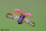 Coccinella septepunctata