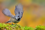 Cincia dal ciuffo - Crested tit (Lophophanes cristatus)
