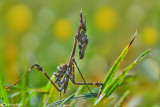 Empusa pennata