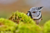 Cincia dal ciuffo - Crested tit - (Lophophanes cristatus)