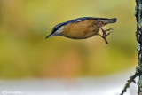 Picchio muratore-Eurasian Nuthatch (Sitta europaea)