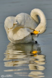 Cigno selvatico-Whooper Swan (Cygnus cygnus)