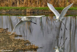 Airone bianco maggiore-Great Egret (Ardea alba)