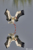 Cicogna bianca- White Stork (Ciconia ciconia)