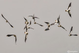 Pavoncella-Northern Lapwing (Vanellus vanellus)