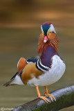 Anatra mandarina-Mandarin Duck (Aix galericulata)