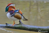Anatra mandarina-Mandarin Duck (Aix galericulata)