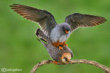 Falco cuculo- Red-footed Falcon (Falco vespertinus)