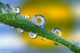 Drops