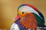 Anatra mandarina-Mandarin Duck (Aix galericulata)
