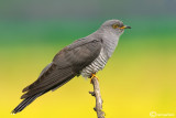 Cuculo-Common Cuckoo (Cuculus canorus)