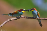 Gruccione-European Bee-eater (Merops apiaster)